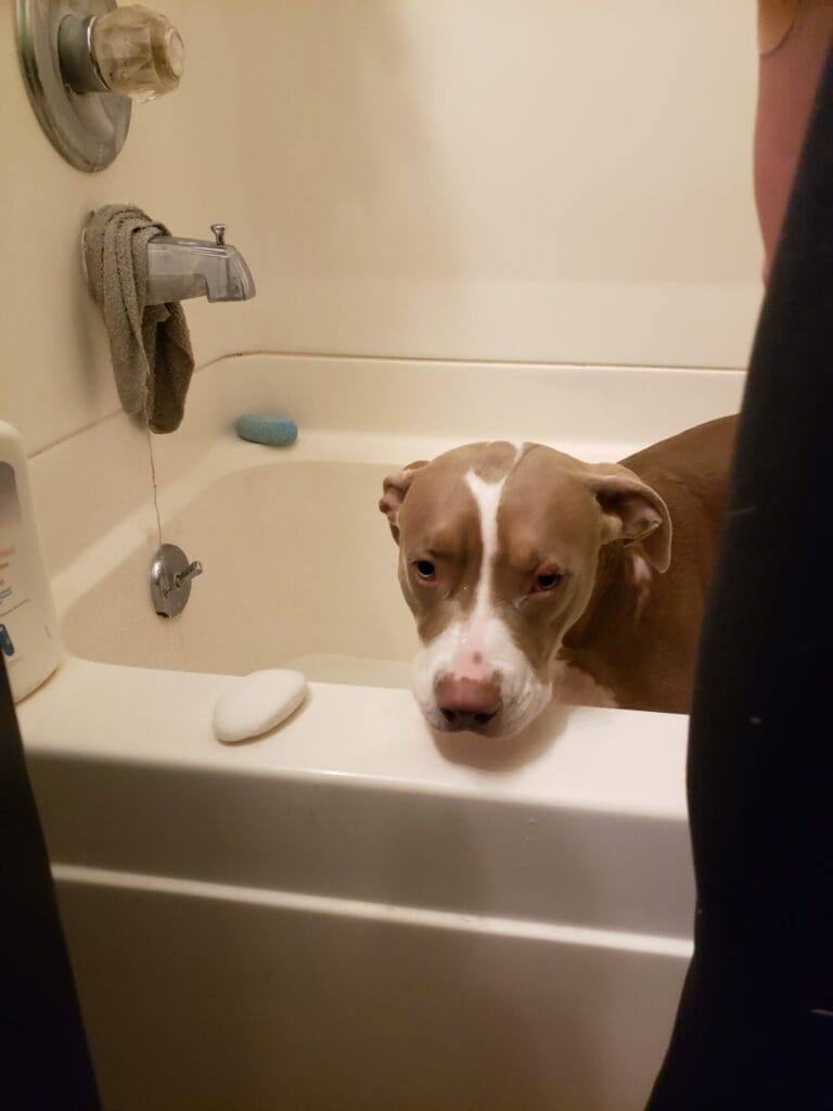 Kindness shown to a lost dog